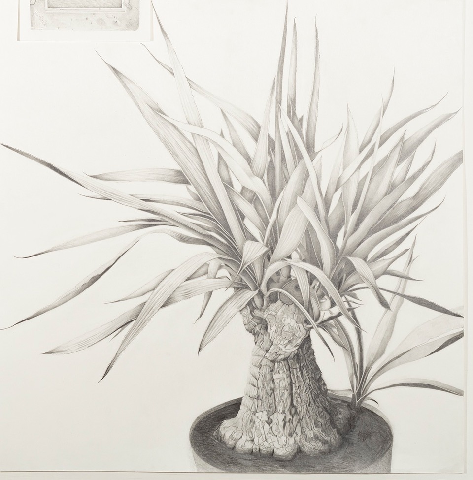 Fay’s Yucca Plant